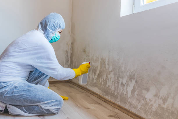 Licensed Mold Remediation service in Ashland, IL - WQB Mold Removal